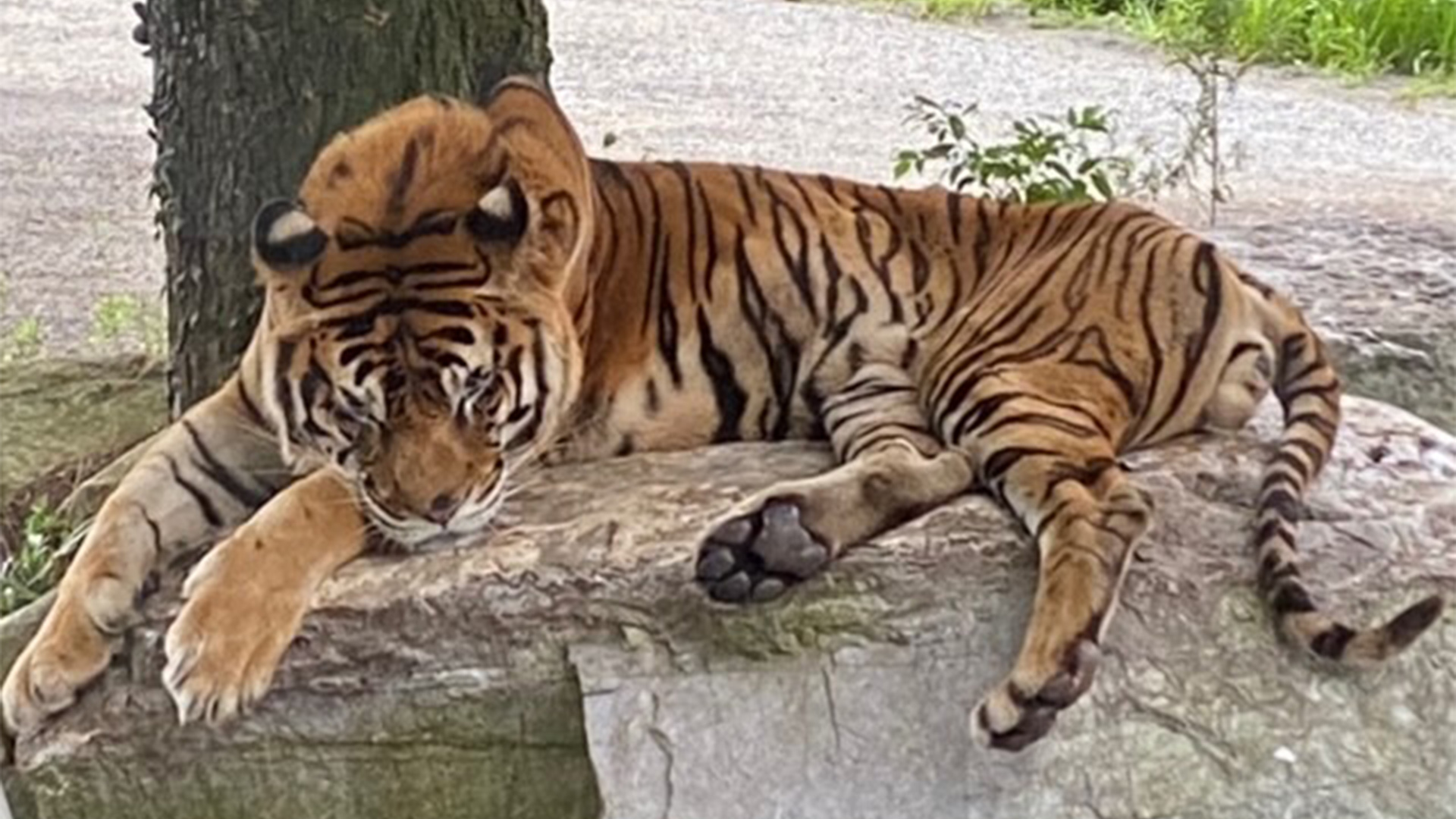 Akiyoshido Cave, Safari Land & Feeding Bus Special Trip