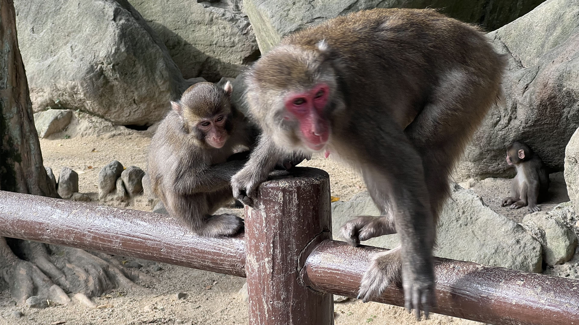 Beppu Hot Spring & Takasakiyama Monkey Park Day Trip