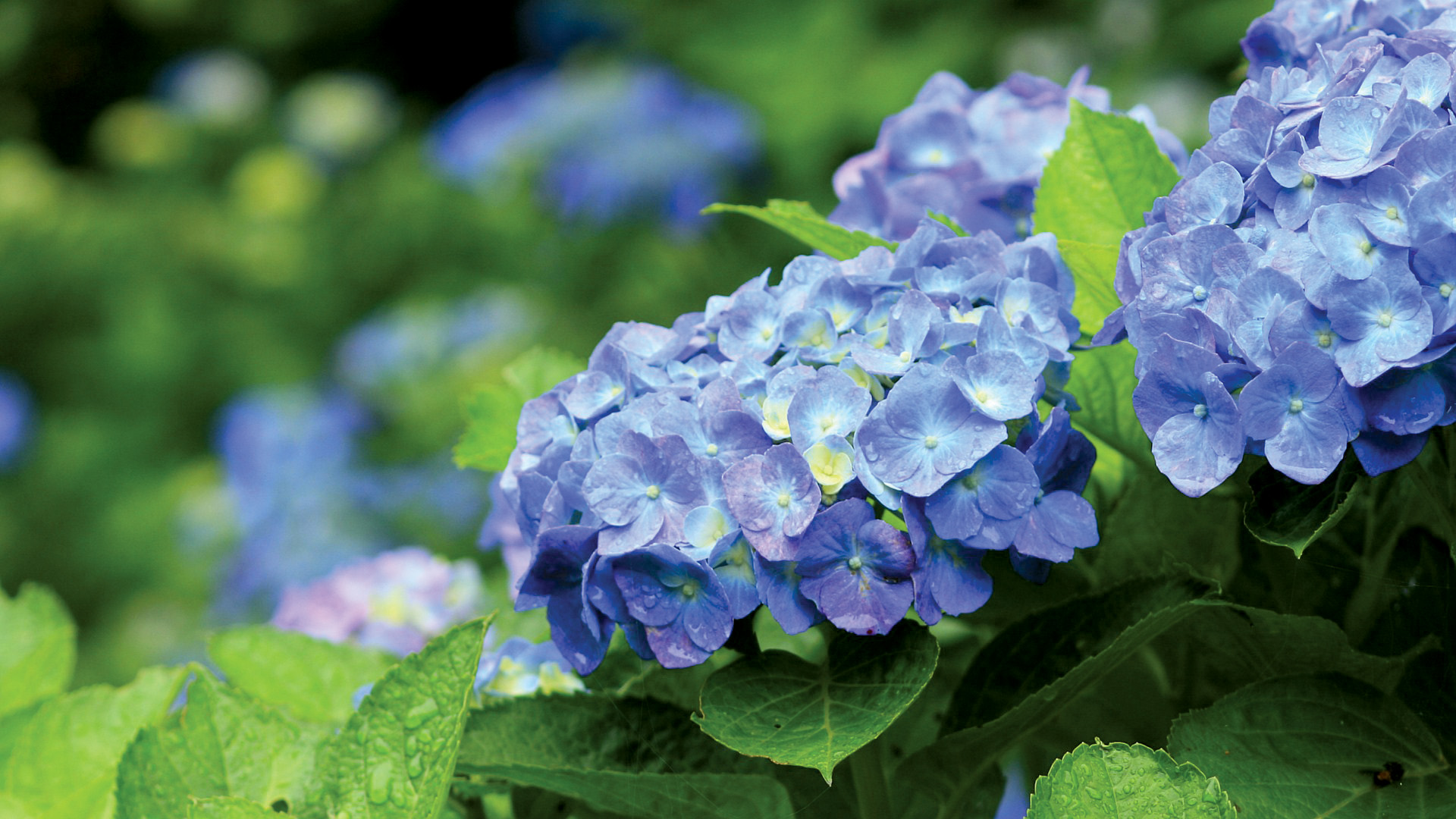 Sesshu Garden & Hydrangea Temple Amidaji Trip IT&T Trip